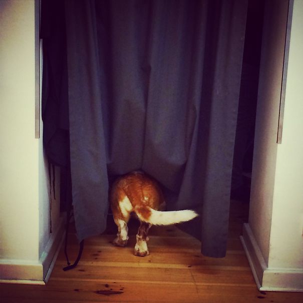 Where Is The Basset?