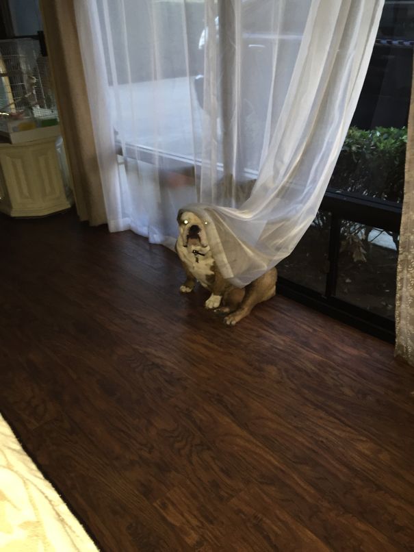 She Made A Beautiful Bride... But A Terrible Hide And Seek Partner.