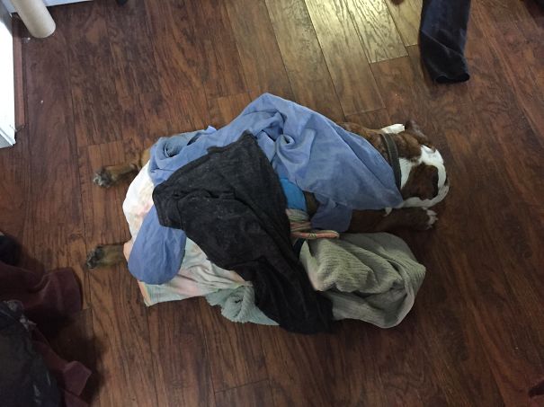Was Sorting Laundry And Then Couldn't Find The Dog!