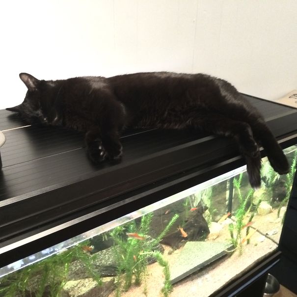 Aquarium = Bed "sleeping With Fishes"