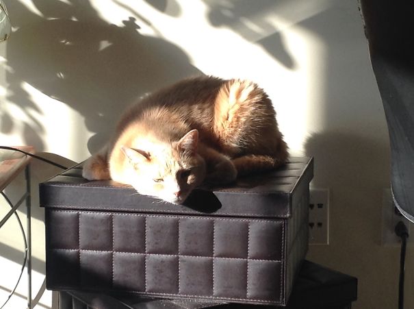 Zoe Owning The Leather Boxes :)