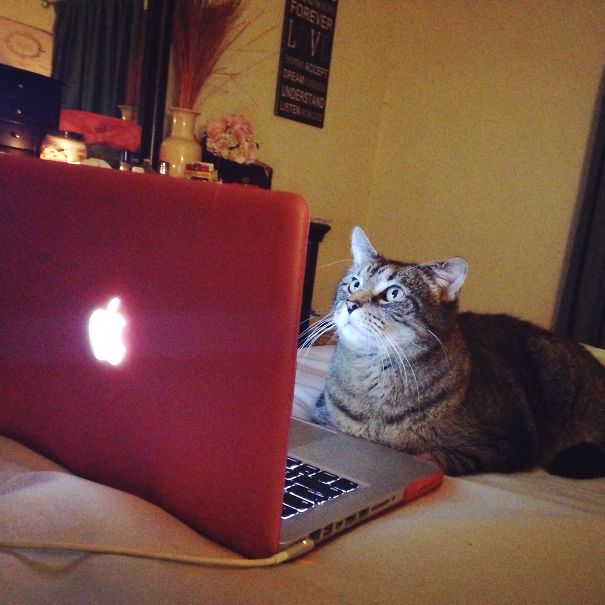 Willy Hard At Work On His Macbook Pro