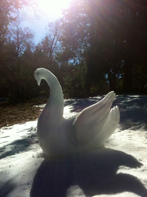 Snow Swan