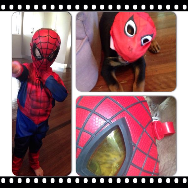 Spider Kid, Spider Dog And Spider Kitten!!