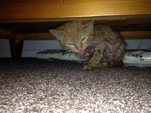 Ed's Post Bath Blow Dry