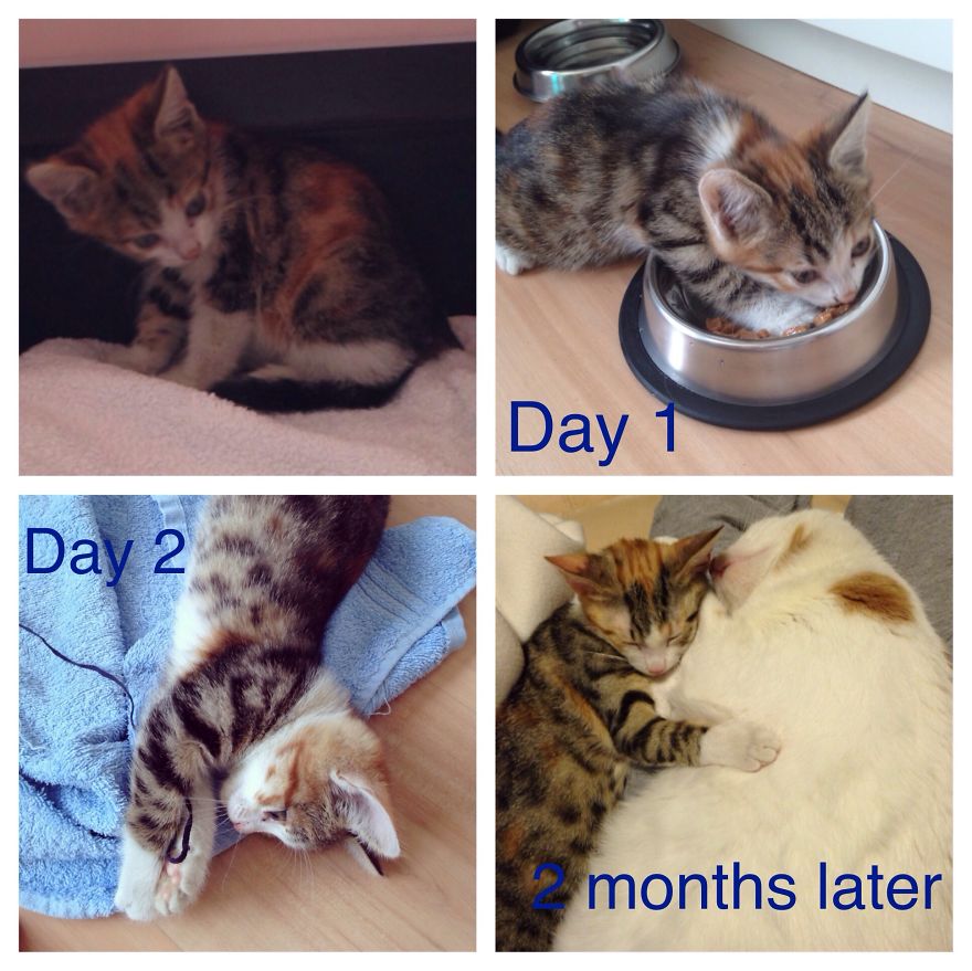 Lea - When I Found Her On The Street She Was Starving And Couldn't Walk