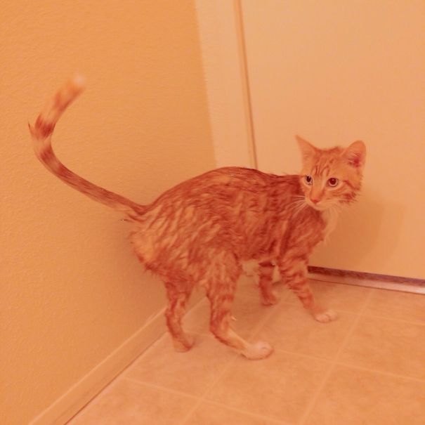 Wet Cat