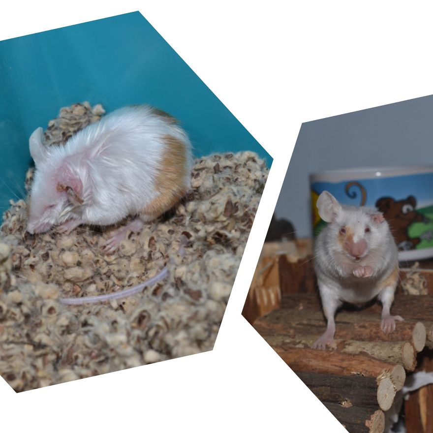 Noortje - Did Not Get Any Medical Care. Lost An Ear Because Of The Lice She Had.