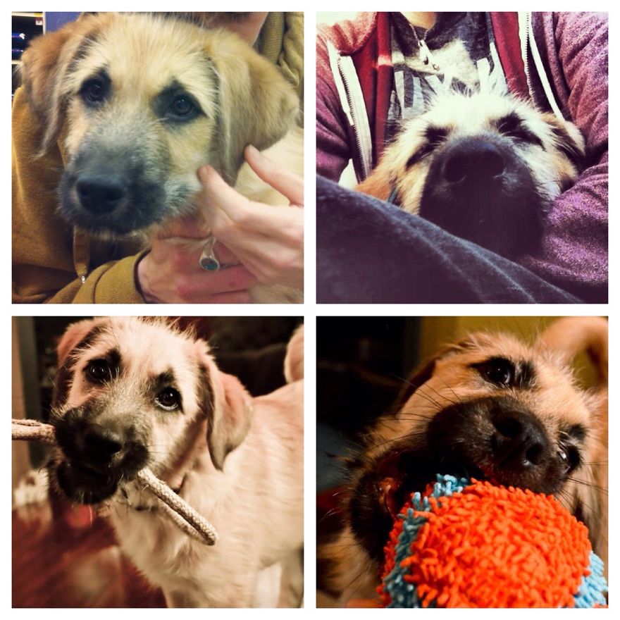 Watson: The First Day We Met Him, His Ride Home, His First Day Home.