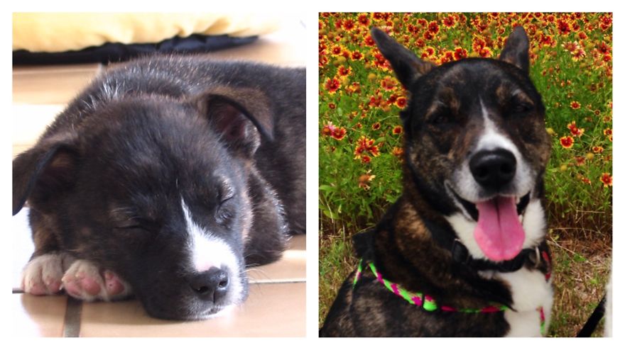 Roxy Napping After Her First Bath At Home After Adoption. Then Roxy Now At 5 Yrs Old!