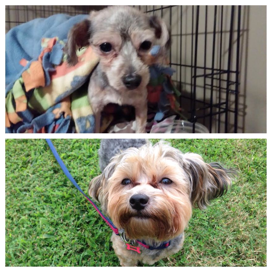 Lille Rescued From South Carolina By Operation Paws For Homes.