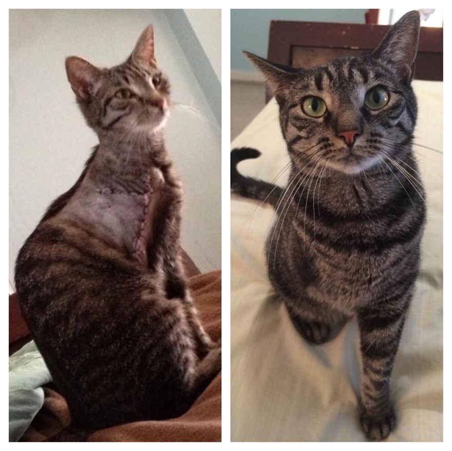 Pricilla At Adoption And 1 Yr Later