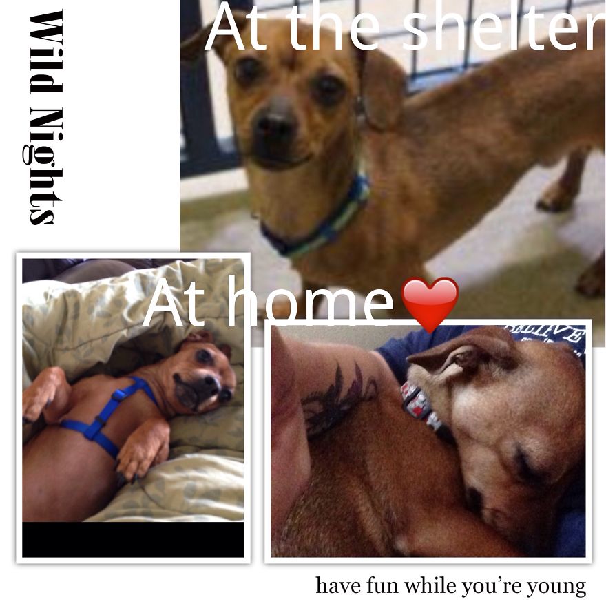 The Little Guy We Adopted From The Shelter...best Thing I've Ever Done❤️