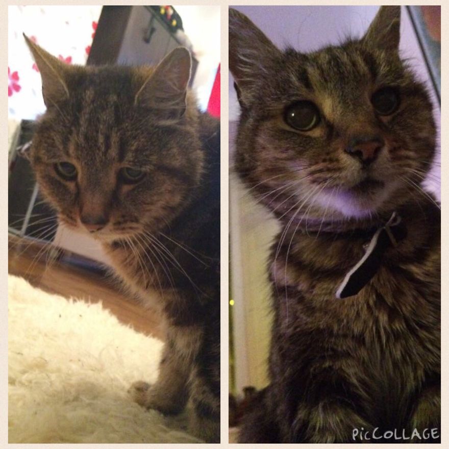 Moriarty, A 20+ Year Old Stray We Found 2 Months Ago