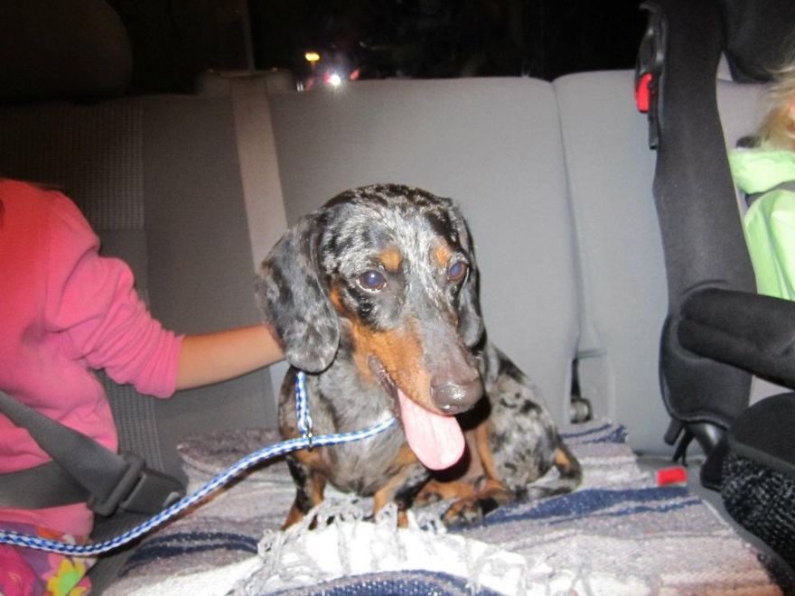 Jack On The Way Home