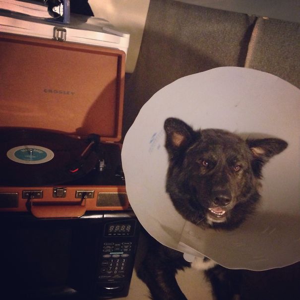 Grammaphone Cone Of Shame