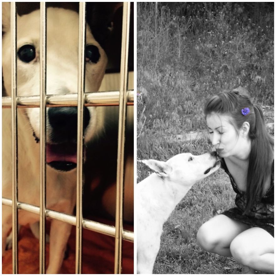 Roxy Has Been A Happy Dog For 15 Years After Being Abandoned And Abused Early In Life