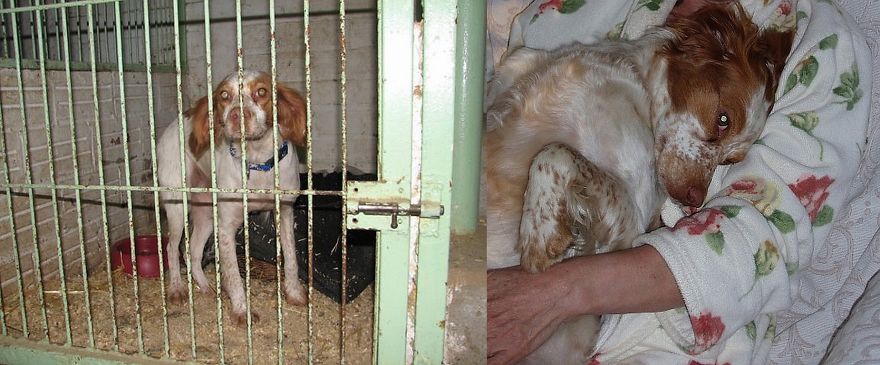 Viena Epagneul Breton Gerettet Durch Tierschutz Berga In Spanien, Heute Glücklich In Der Pfalz