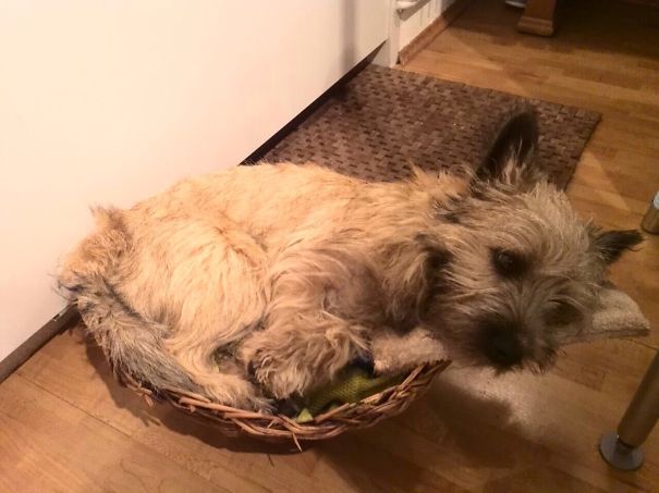 That Dog Knows What To Do