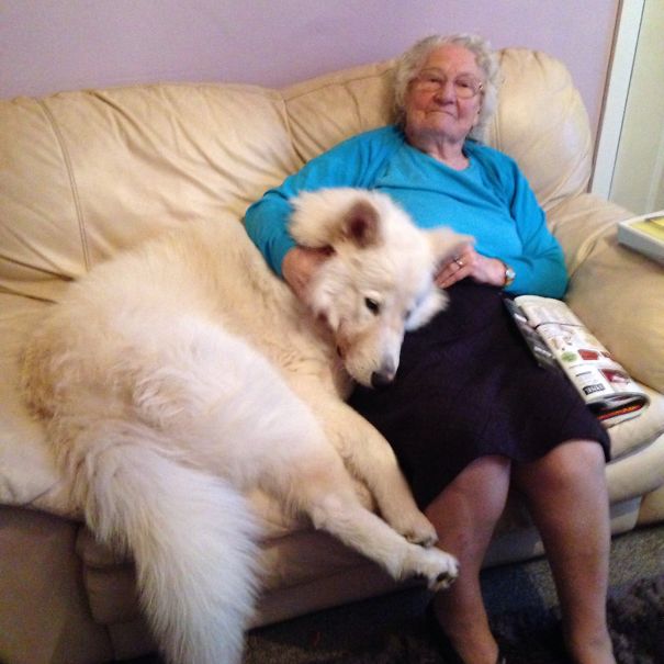 Khan The Puppy Sitting On Nanny