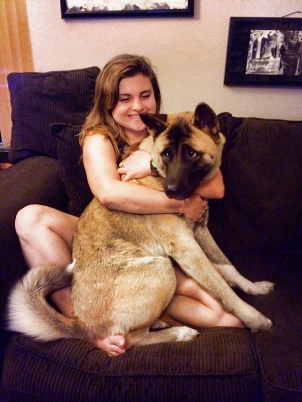 Saki Thinks She's A Lap Dog.