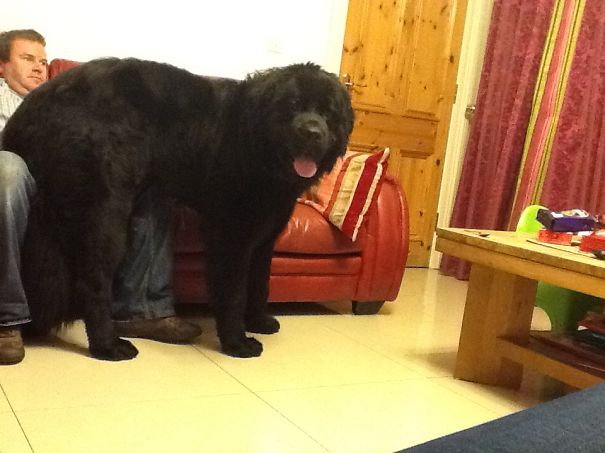 Ben The Newfoundland