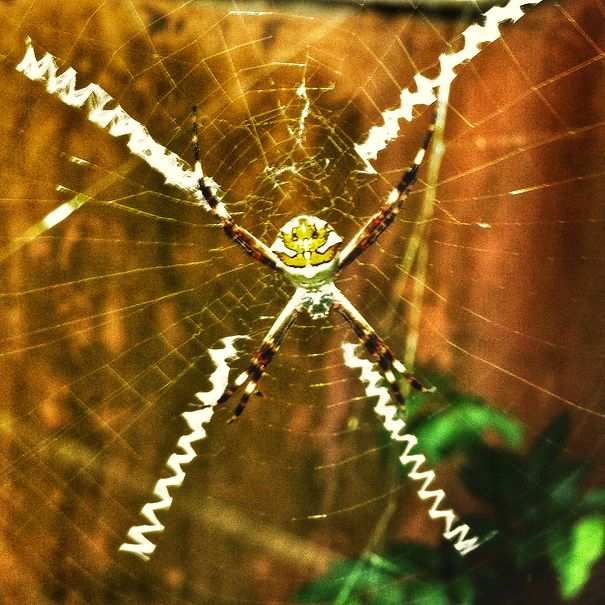 Spider's Back Looks Like A Little Ghost