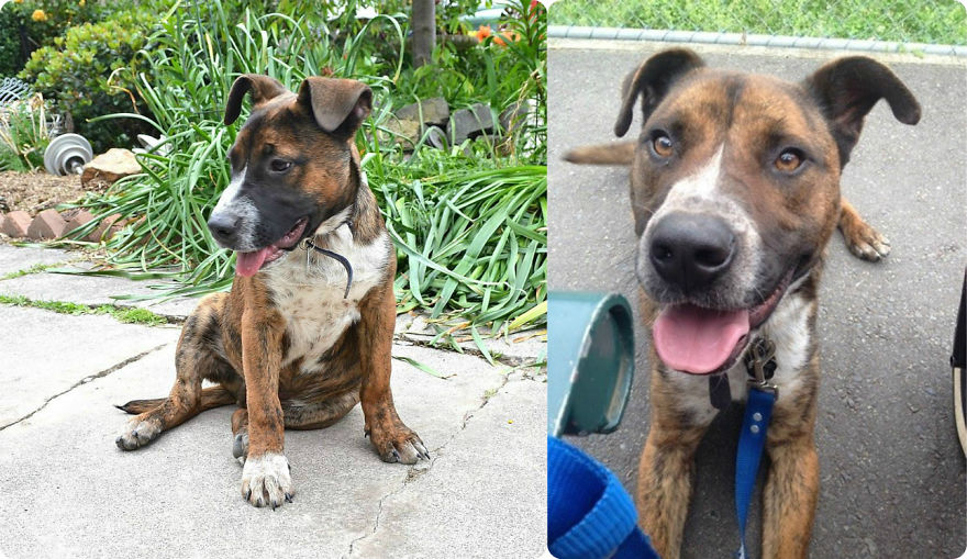 Little Jax At 8 Weeks And At 12 Mths Not So Little