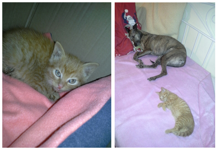 Jimbo - Stray Kitten