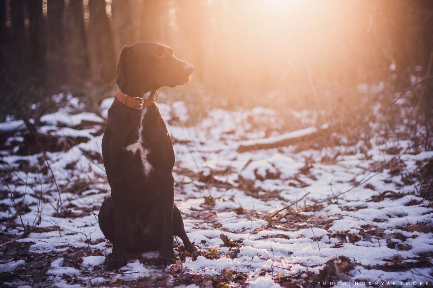 Beautiful Pictures Of Joy The Dog By Emoke Hornyak