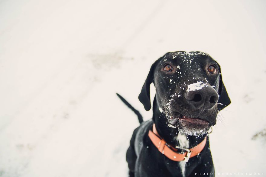 Beautiful Pictures Of Joy The Dog By Emoke Hornyak