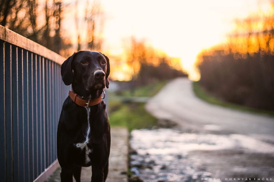 Beautiful Pictures Of Joy The Dog By Emoke Hornyak