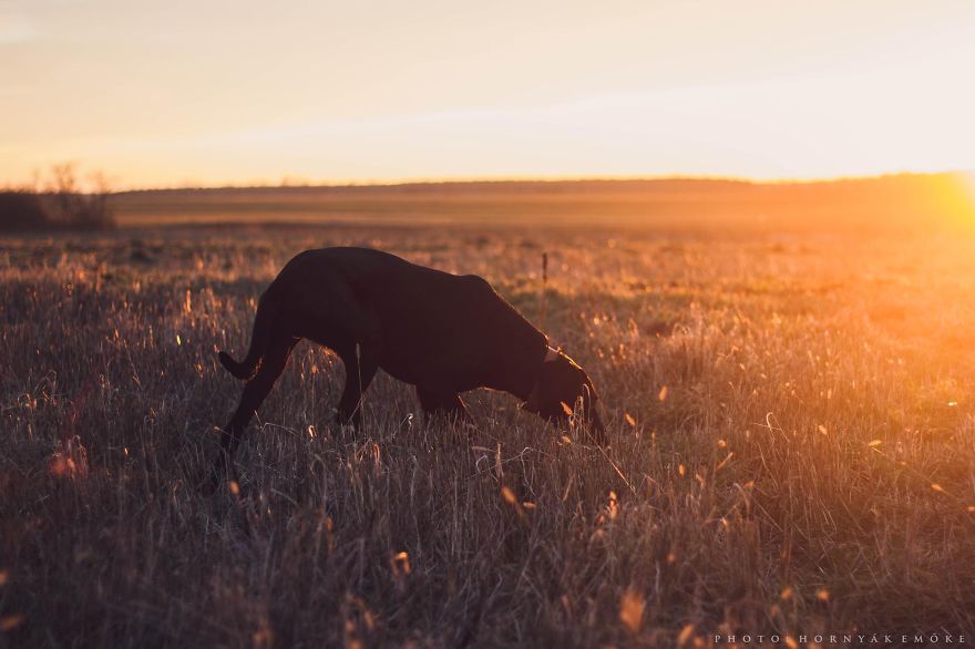 Beautiful Pictures Of Joy The Dog By Emoke Hornyak