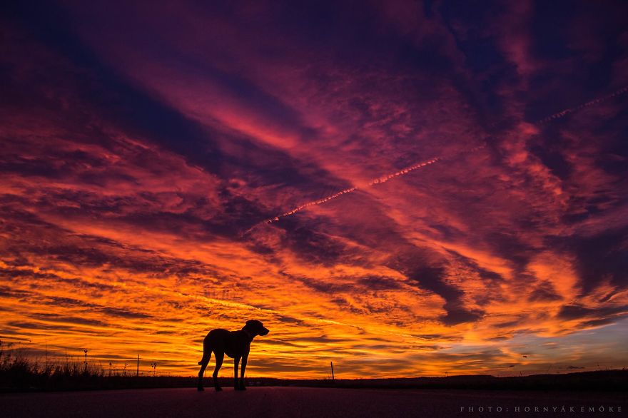 Beautiful Pictures Of Joy The Dog By Emoke Hornyak