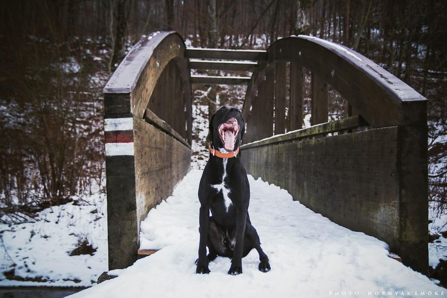 Beautiful Pictures Of Joy The Dog By Emoke Hornyak