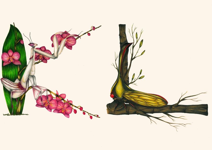 This Insect Alphabet Took Me 2 Years To Complete