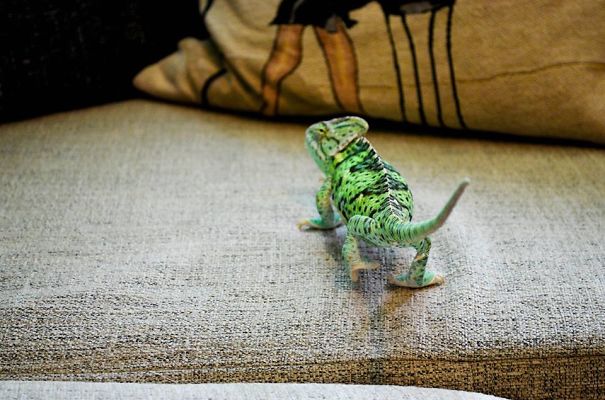 I Can See You Following Me!