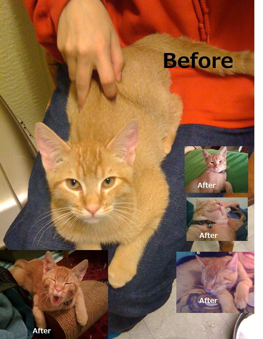 Rusty (first Time Meeting Him And Months After Adopting Him)