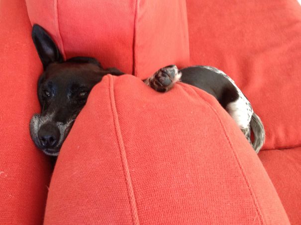 Kayser's Afternoon Nap On The Couch