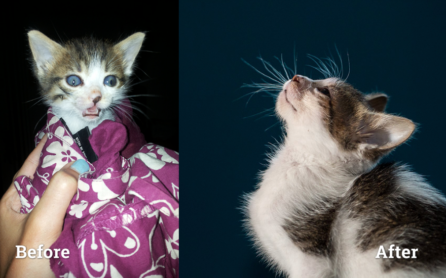 My Kitten Before: Dirty, Cross-eyed And Severely Infected By Giardia, And Today As A Home Kitty