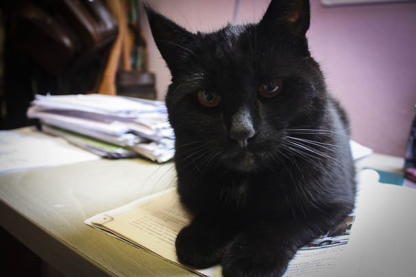 No Human You Shall Not Pass (for Our Exam), You Must Be As Dumb As Me #givemeattention