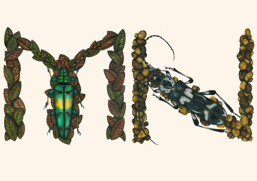 This Insect Alphabet Took Me 2 Years To Complete