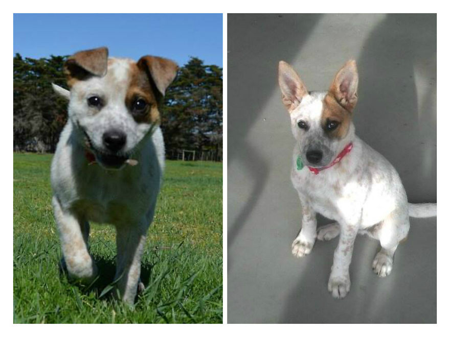 Merlot At 6 Weeks And At 6mths, Born In Caravan To Living On A Vinyard