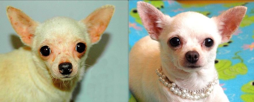 My Alanek, Difference Only 12 Weeks