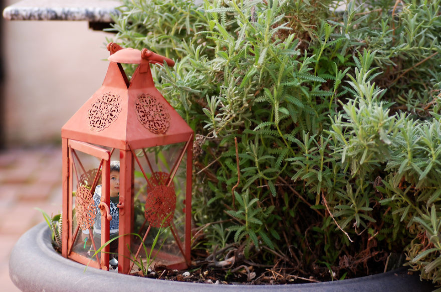 The Macro World In My Backyard