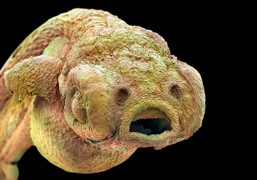 Zebrafish Embryo