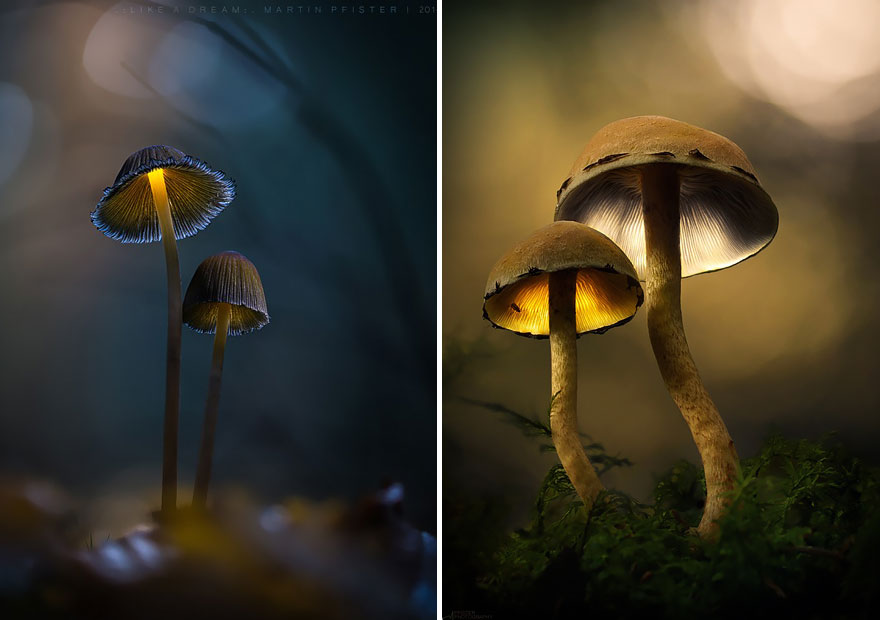 mushrooms-martin-pfister-1 mushrooms-martin-pfister-1