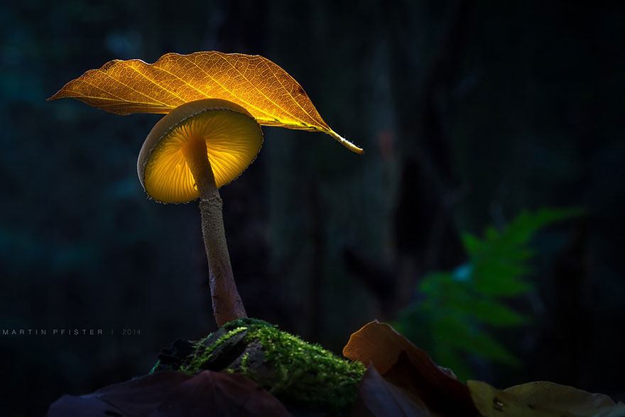 mushrooms-martin-pfister-10 mushrooms-martin-pfister-10