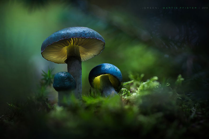 mushrooms-martin-pfister-11 mushrooms-martin-pfister-11