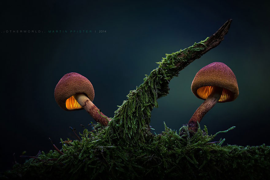 mushrooms-martin-pfister-12 mushrooms-martin-pfister-12